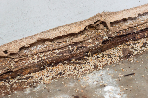 termite on the floor